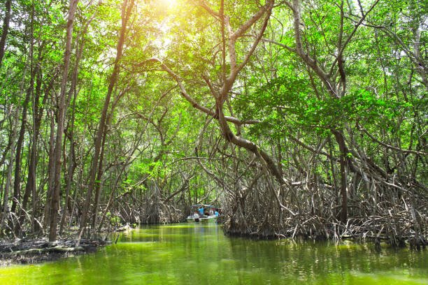 Mangrove_forest